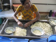 Cashew Factory: the 22-year old worker.